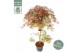 Acer palmatum garnet 
