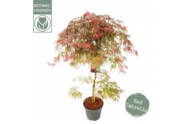 Acer palmatum garnet