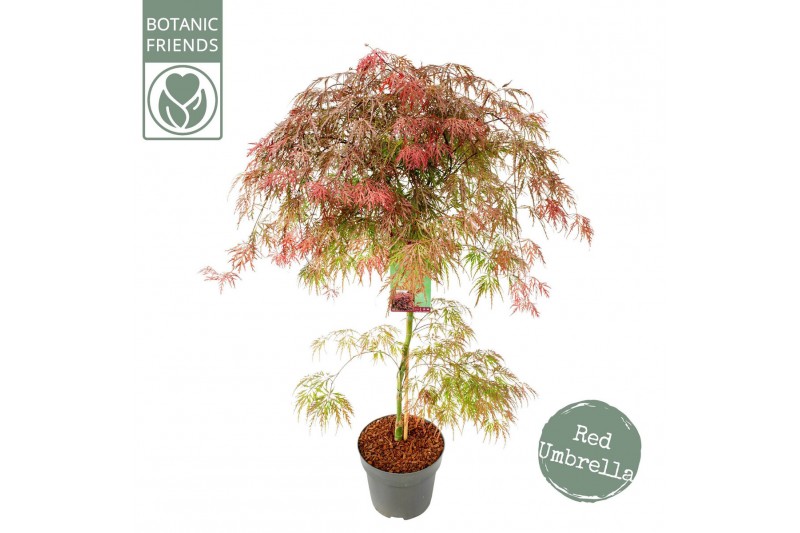 Acer palmatum garnet 