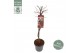 Acer palmatum garnet 