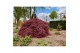 Acer palmatum garnet 