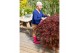 Acer palmatum garnet 