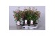 Fuchsia bella fuchsia susanna 