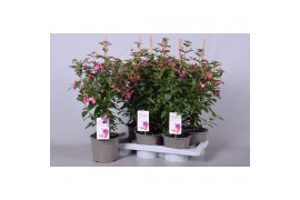 Fuchsia bella fuchsia susanna