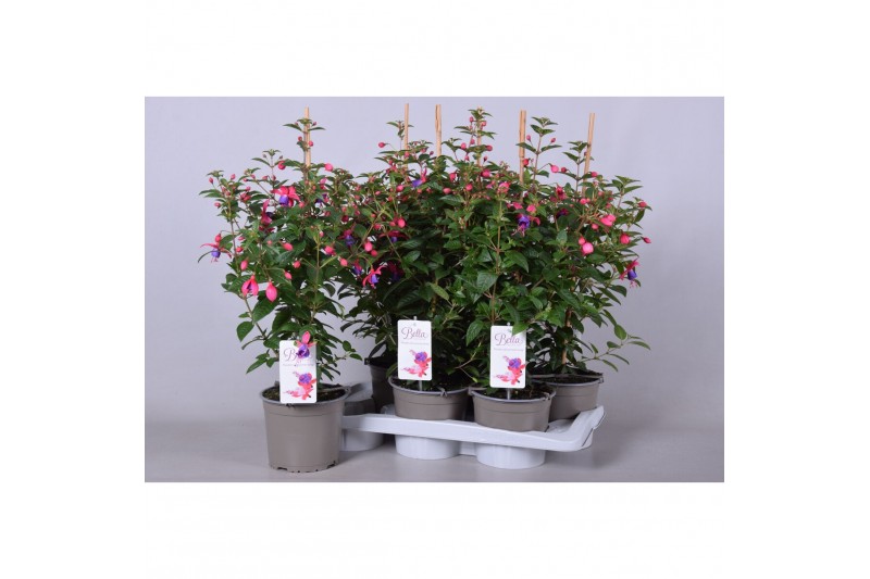 Fuchsia bella fuchsia susanna 