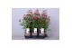 Fuchsia bella fuchsia susanna 