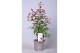 Fuchsia bella fuchsia susanna 