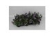 Scaevola mix layer diverse kleuren 
