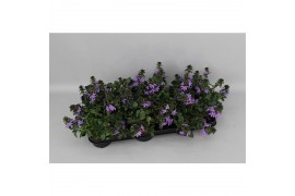 Scaevola mix layer diverse kleuren