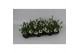 Scaevola mix layer diverse kleuren 
