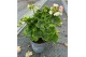 Pelargonium overig Pelargonium zon. Appleblossom 10,5 cm 