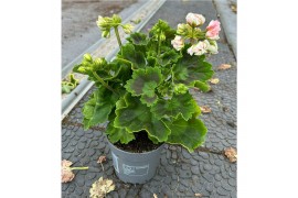 Pelargonium overig Pelargonium zon. Appleblossom 10,5 cm