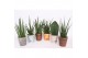 Sansevieria cylindrica luxe mix in rough & tough cup 