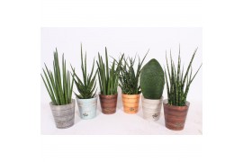 Sansevieria cylindrica luxe mix in rough & tough cup