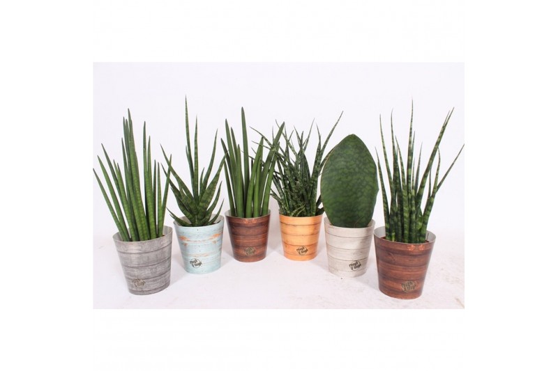 Sansevieria cylindrica luxe mix in rough & tough cup 