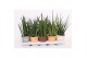 Sansevieria cylindrica luxe mix in rough & tough cup 