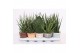 Sansevieria cylindrica luxe mix in rough & tough cup 