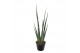 Sansevieria cylindrica digitorum 