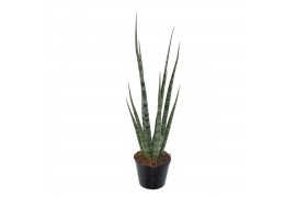 Sansevieria cylindrica digitorum