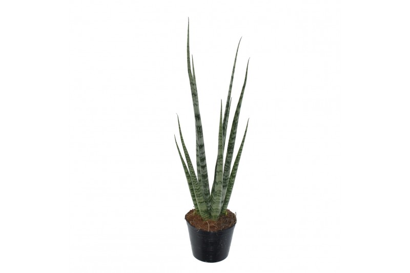 Sansevieria cylindrica digitorum 