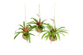 Bromelia mix hangup