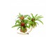 Bromelia mix hangup 