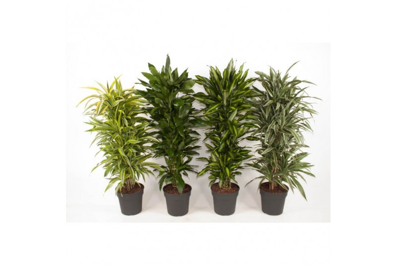 Dracaena mixkar vertakt 