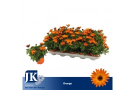 Osteospermum sunny classic cilia Oranje - TST