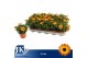 Osteospermum sunny classic cilia Oranje - TST 