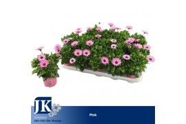 Osteospermum margarita lilac Roze - TST