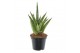 Sansevieria cylindrica starshooter 