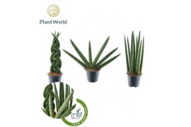 Sansevieria cylindrica gibson