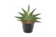 Sansevieria helios 