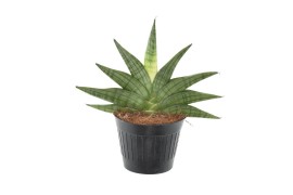 Sansevieria helios