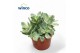 Crassula ovata variegata Crassula Rusby Variagata 