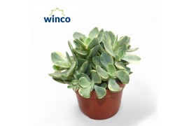 Crassula ovata variegata Crassula Rusby Variagata
