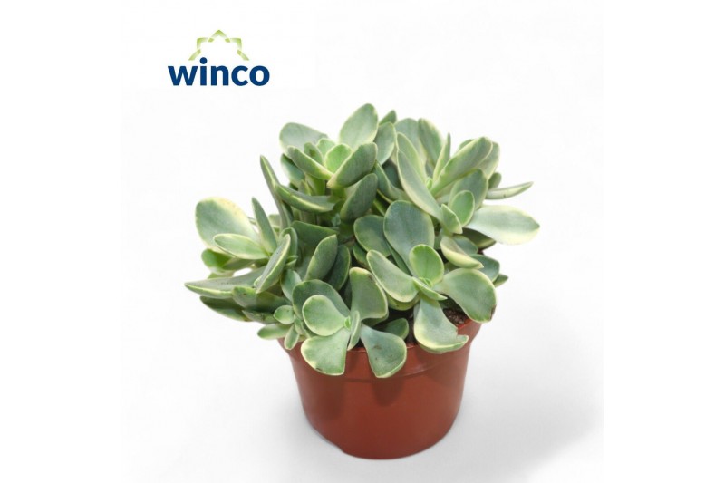 Crassula ovata variegata Crassula Rusby Variagata Crassula ovata variegata Crassula Rusby Variagata