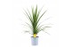 Cordyline peko Verde 