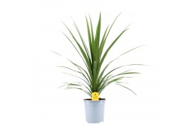 Cordyline peko Verde