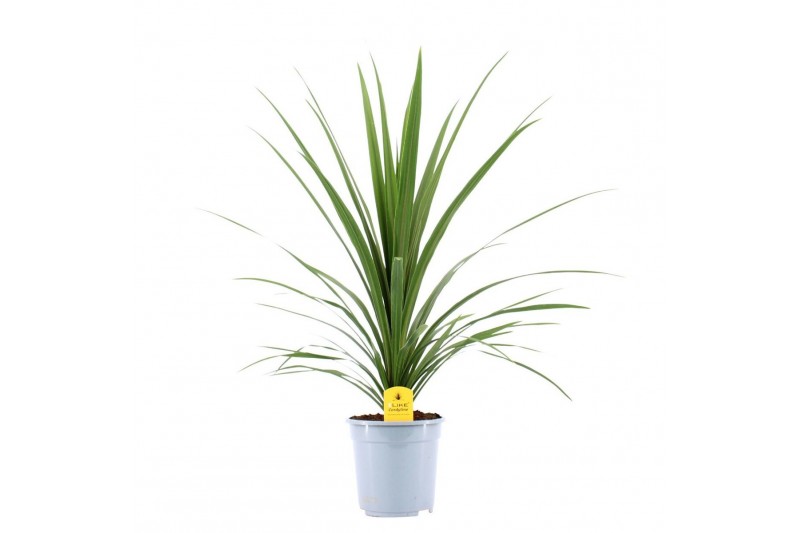 Cordyline peko Verde 