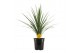 Cordyline peko Verde 