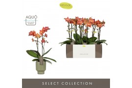 Phalaenopsis multiflora oranje Exclusivo - Eos - 2 tak - Emilia Green 