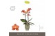 Phalaenopsis multiflora oranje Exclusivo - Eos - 2 tak - Emilia Green  