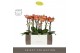 Phalaenopsis multiflora oranje Exclusivo - Eos - 2 tak - Emilia Green  