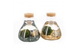 Arrangementen waterplanten 90526: Marimo moss ball