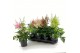 Astilbe mix 