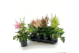 Astilbe mix