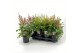 Astilbe mix 