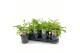 Astilbe mix 