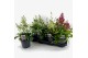 Astilbe mix 